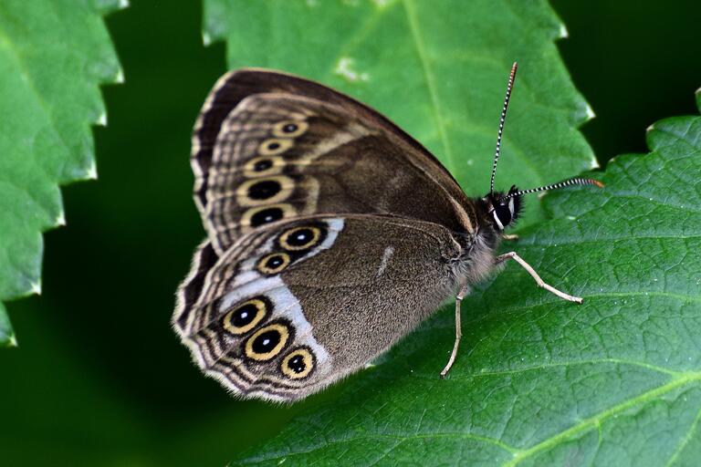 Bacchante posée sur une feuille